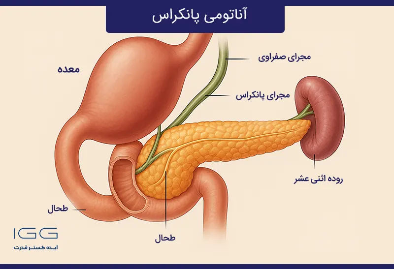 پانکراس