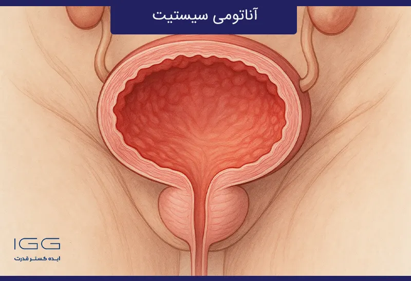 آناتومی سیستیت