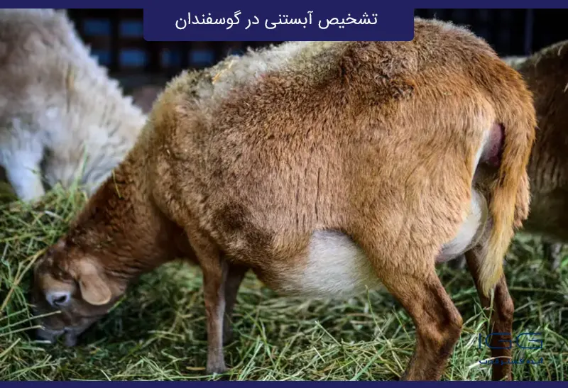 سونوگرافی بارداری گوسفند