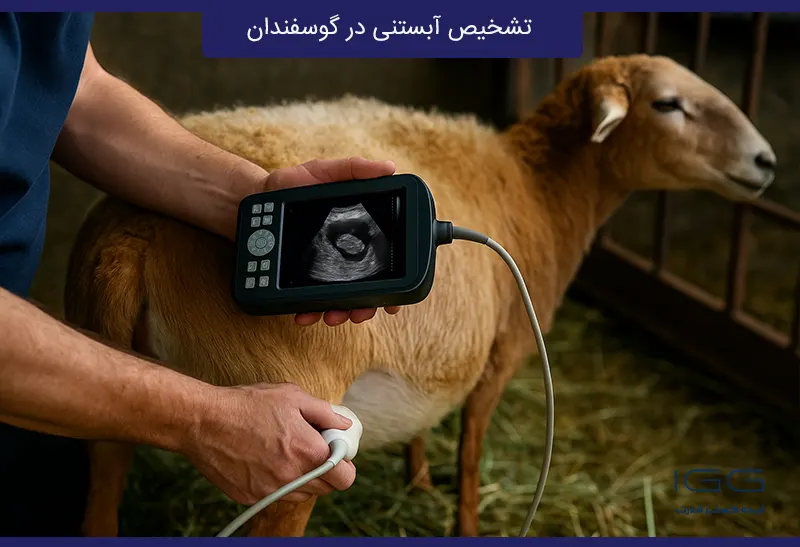 Pregnancy detection in sheep