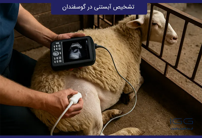 تشخیص آبستنی در گوسفندان