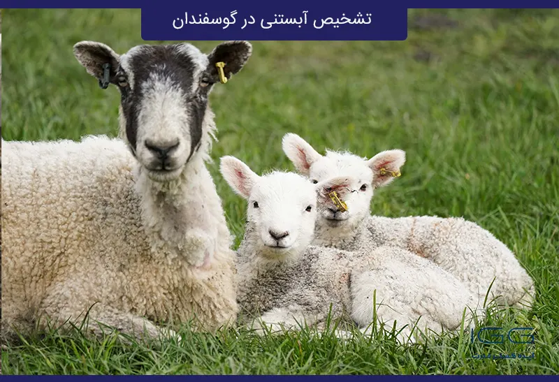 تشخیص آبستنی گوسفندان