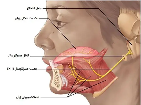 آناتومی عضلات صورت